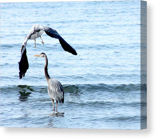 Herons Canvas Print featuring the photograph Summer Parasol by Barbara White