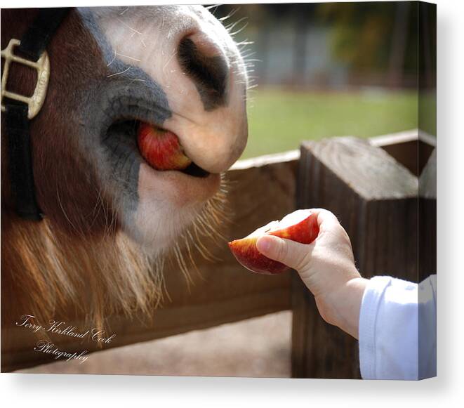 Horse Canvas Print featuring the photograph The Apple by Terry Kirkland Cook