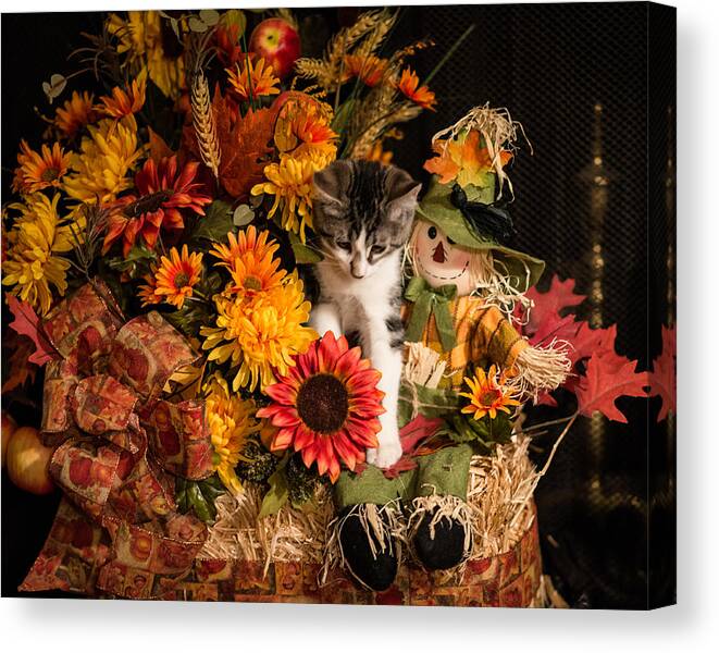 Kitten Canvas Print featuring the photograph The Centerpiece by Pamela Taylor