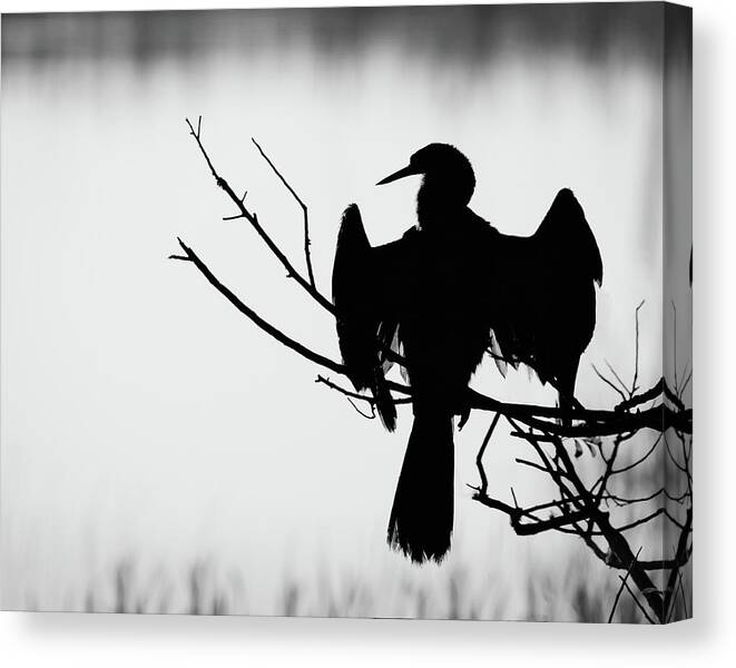 Wildlife Photography Canvas Print featuring the photograph Anhinga Silhouette by Dawn Currie