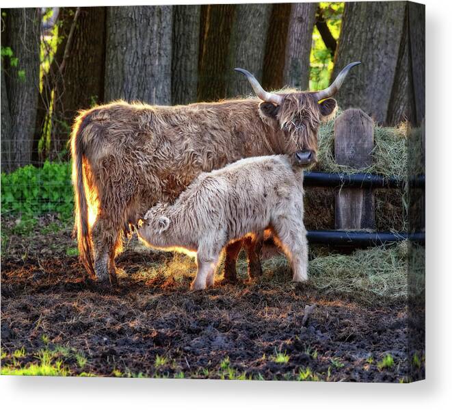 Scottish Highland Cow Coo Longhair Cattle Farm Calf Nursing Mother Love Mothers Farm Pasture Pastoral Wisconsin Wi Dane County Horns Hay Backlit Sunset Mothers Day Canvas Print featuring the photograph Contentment - Scottish Highland cow nursing her calf by Peter Herman
