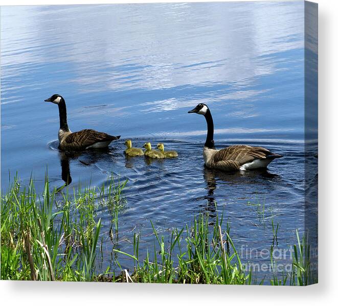 Geese Canvas Print featuring the photograph Geese by Jeff Ross