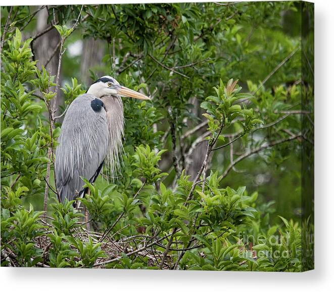 Great Blue Heron Canvas Print featuring the photograph Great Blue Guarding the Nest by Jayne Carney