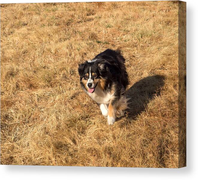 Dog Canvas Print featuring the photograph Maddy at Play by Mark Miller