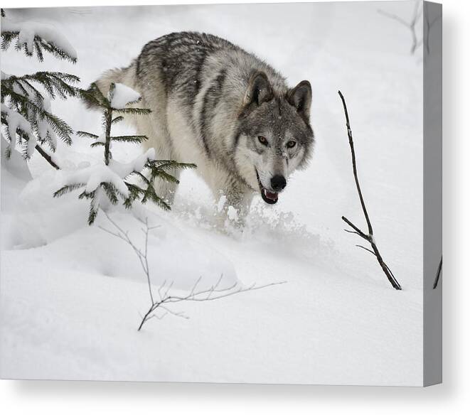 Wall Art Canvas Print featuring the photograph Timber Wolf by Jeffrey PERKINS