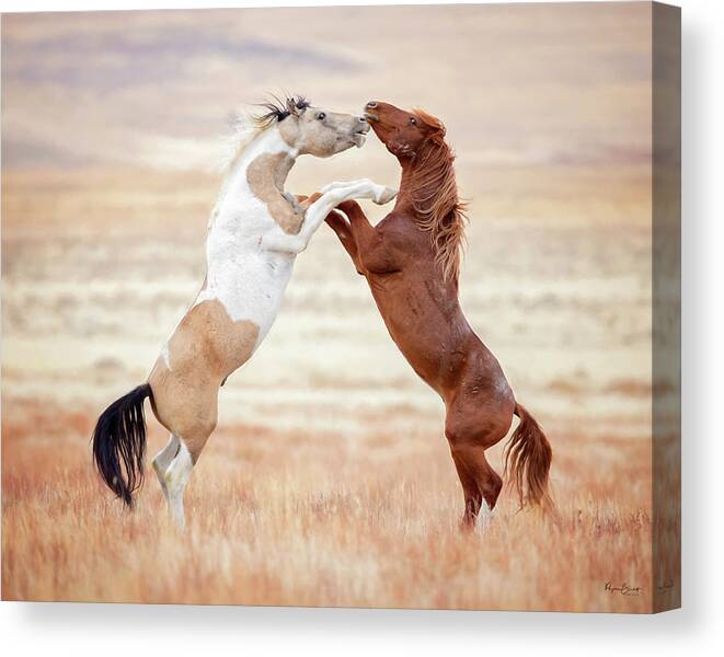 Onaqui Canvas Print featuring the photograph Wild Horses Couldn't Drag Me Away by Phyllis Burchett