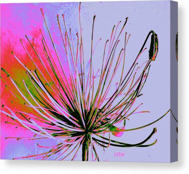 Agapanthus Canvas Print featuring the photograph Agapanthus In The Pink - Unframed by VIVA Anderson