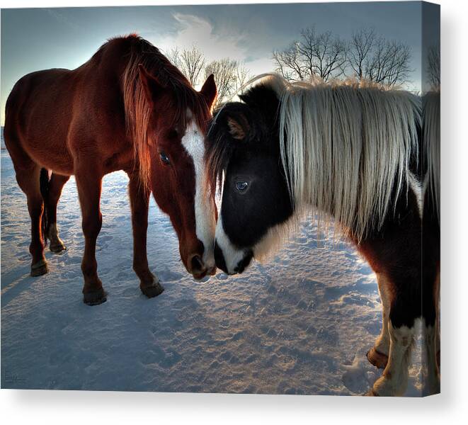 Horse Friends Pals Buddies Kissing Shetland Snow Winter Farm Rural Sunset Horses Equine Snow Mane Sweet Love Canvas Print featuring the photograph Best Friends - two horses showing each other some affection in winter sunset by Peter Herman