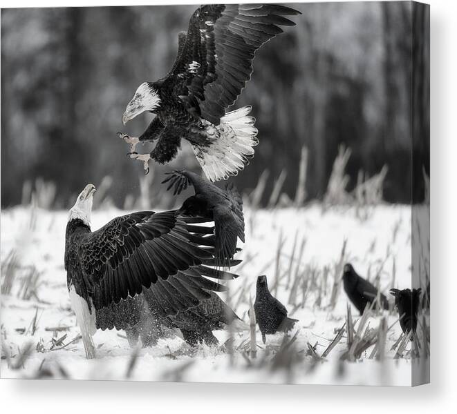 Canada Canvas Print featuring the photograph Going for the jugular - monochrome by Murray Rudd