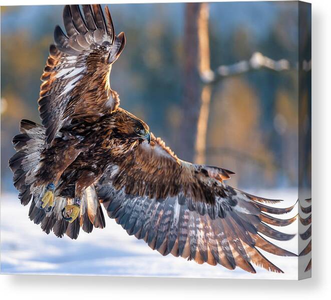 Sweden Canvas Print featuring the photograph Golden eagle in winter afternoon sun by Murray Rudd