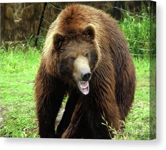 Grizzly Canvas Print featuring the photograph Grizzly Attitude by Scott Cameron