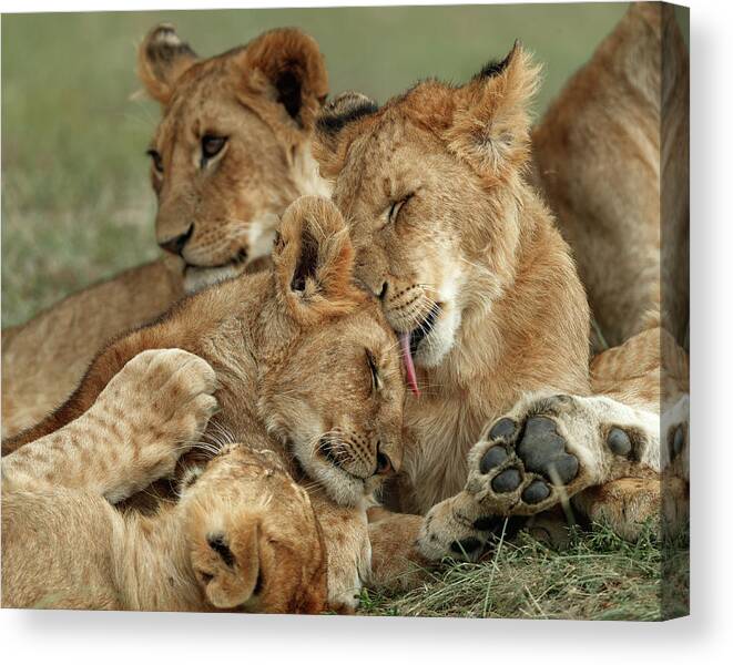 Africa Canvas Print featuring the photograph Lion love 01 by Murray Rudd