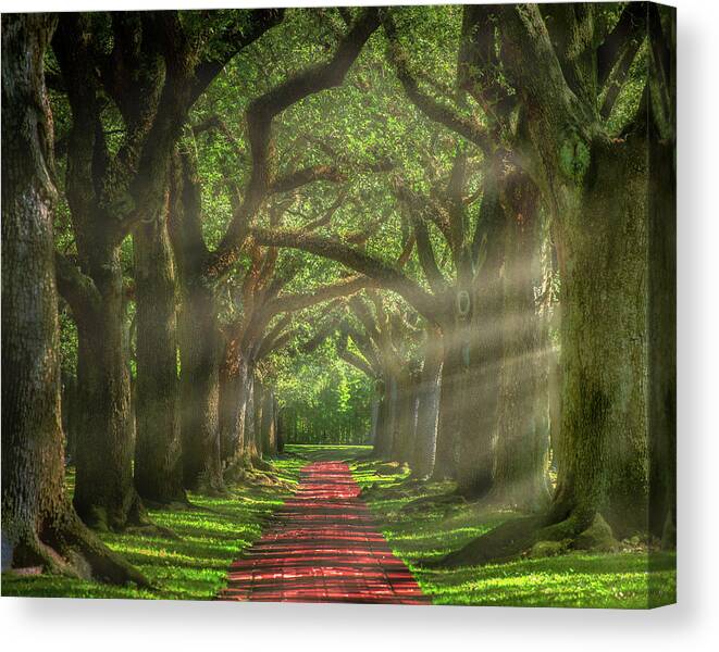 Oak Alley Canvas Print featuring the photograph Oak Alley, Houston by Mikes Nature