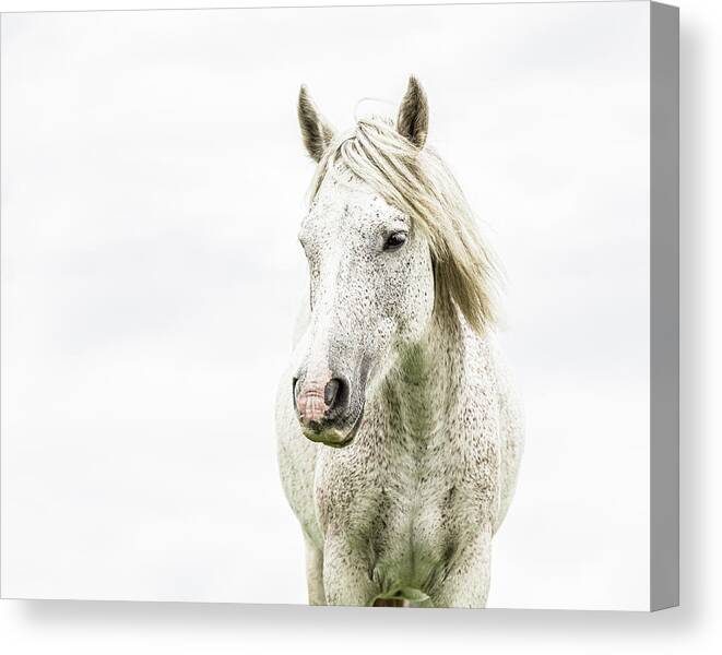 Horse Canvas Print featuring the photograph Oliver - Horse Art by Lisa Saint