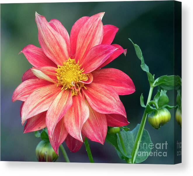 Kmaphoto Canvas Print featuring the photograph Open Dahlia by Kristine Anderson
