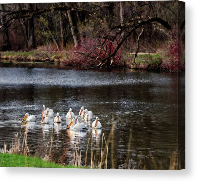 Pelicans Canvas Print featuring the photograph Pelicans at Viking Park #1 of 7 - Stoughton Wisconsin by Peter Herman