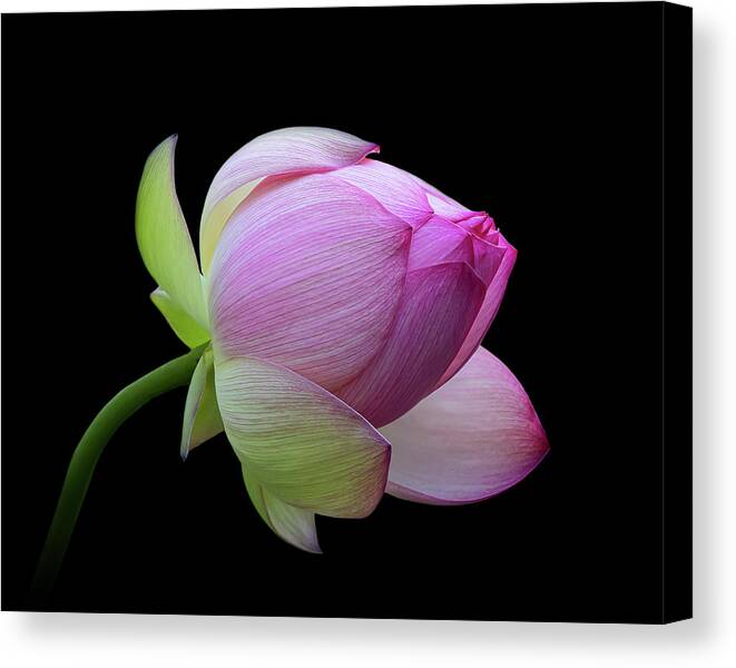 Pink Canvas Print featuring the photograph Pink Lotus Bud by Gary Geddes