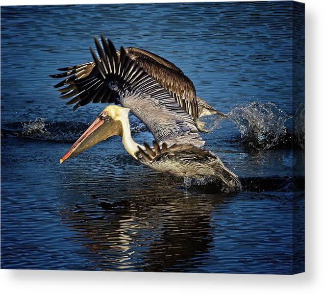 Brown Pelican Canvas Print featuring the photograph We Have Liftoff by Ronald Lutz