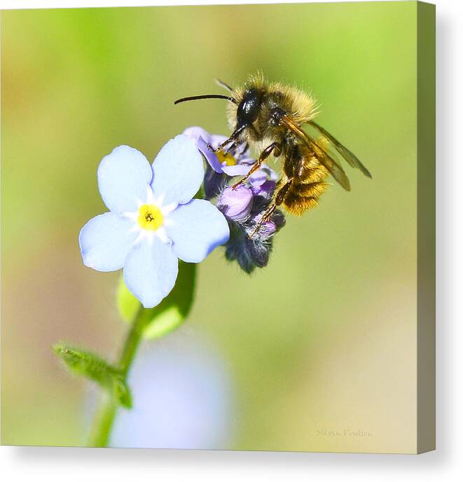 Nature Canvas Print featuring the photograph Designs For Life by Steven Poulton