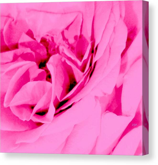 Viva Canvas Print featuring the photograph Pink Lady - The Last Rose-Dedicated by VIVA Anderson