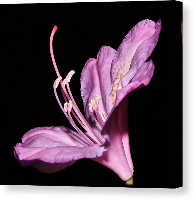 Rhododendron Maximum Canvas Print featuring the photograph Rhododendron maximum by Tammy Schneider