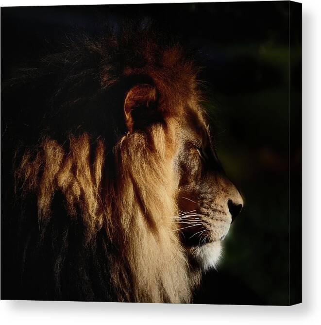 Male Lion Profile Canvas Print featuring the photograph Cat Nap for a King by Debra Sabeck