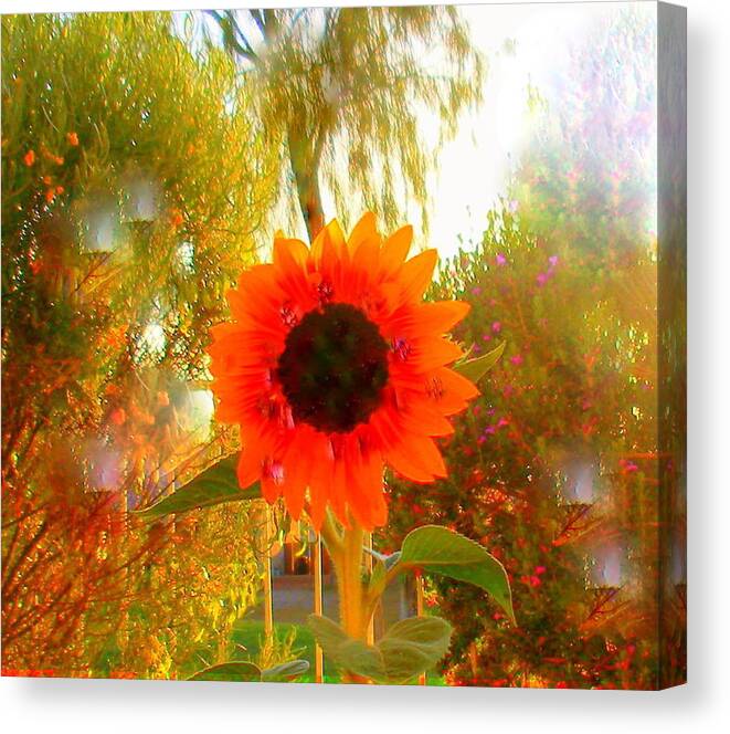 Sunflower Canvas Print featuring the photograph Mary Oh Mary How Does Your Sunflower Grow by Lessandra Grimley