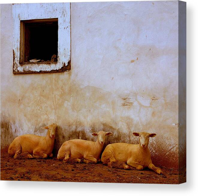 Sheep Canvas Print featuring the photograph Three Wise Sheep by Maggie McLaughlin