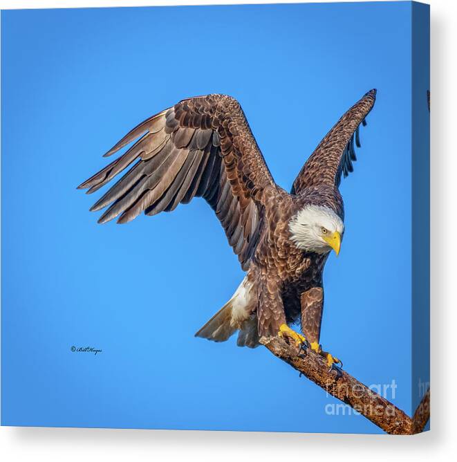 Eagles Canvas Print featuring the photograph American Bald Eagle Incoming by DB Hayes