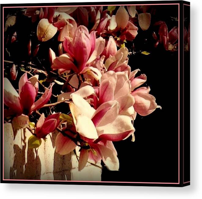 Magnolia Canvas Print featuring the photograph Magnolia Glory by VIVA Anderson