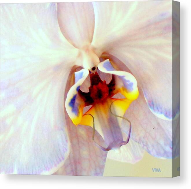 Orchid-beautiful Canvas Print featuring the photograph Orchid-Beautiful by VIVA Anderson