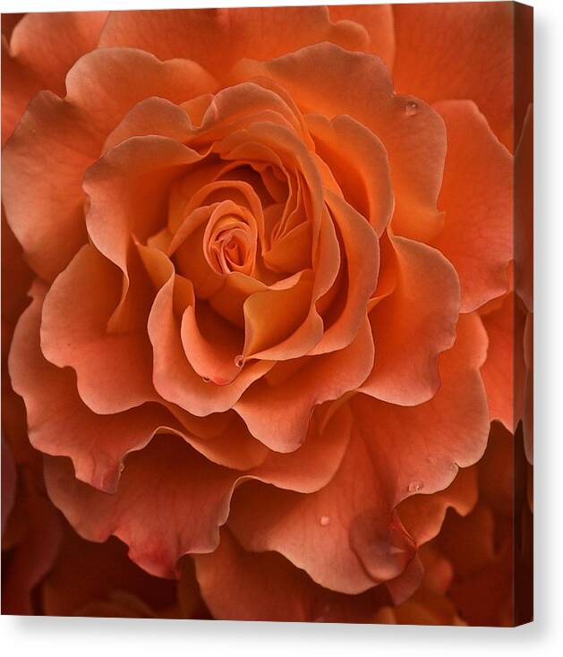 Orange Rose Canvas Print featuring the photograph Rose Study by Richard Cummings