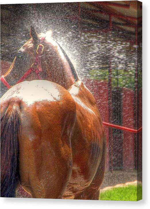 Shower Canvas Print featuring the photograph Polo Pony Shower HDR 21061 by Jerry Sodorff