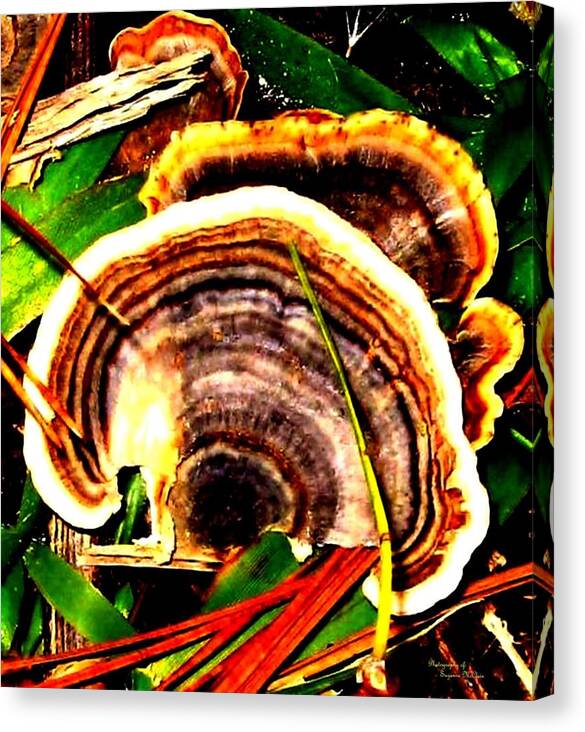 Fungi Canvas Print featuring the photograph Fungi by Suzanne McClain 