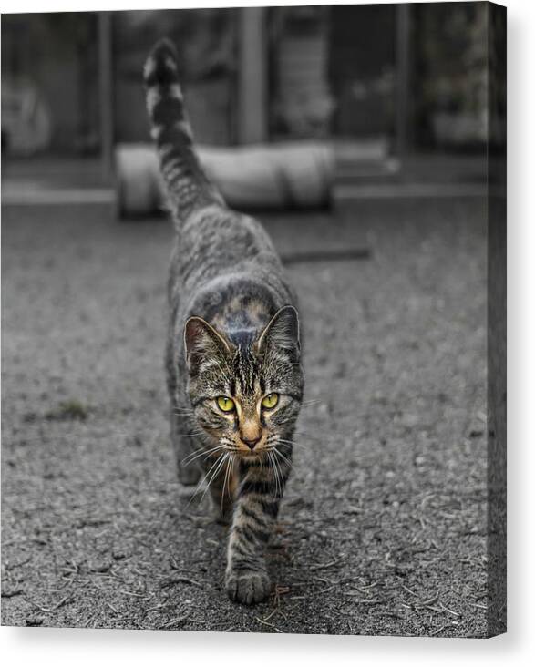 Cat Canvas Print featuring the photograph Cat on the Prowl by Rick Deacon