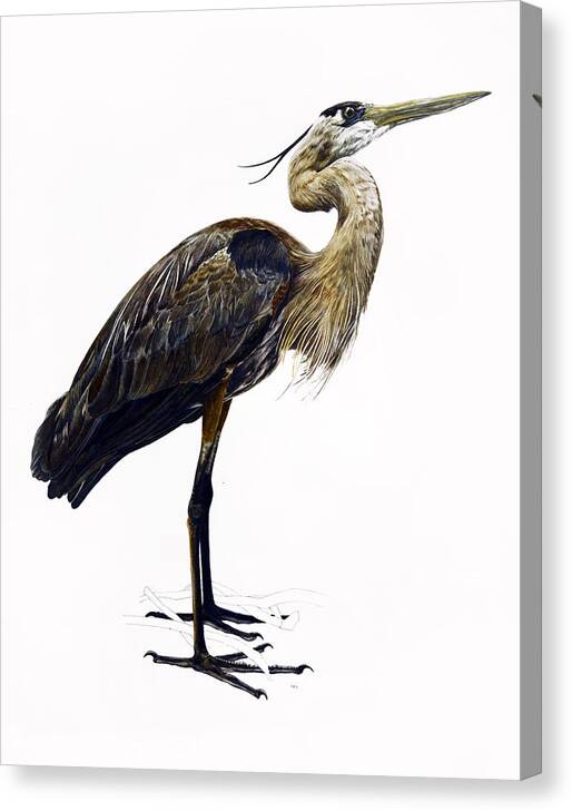 Heron Canvas Print featuring the painting Great Blue Heron by Rachel Root