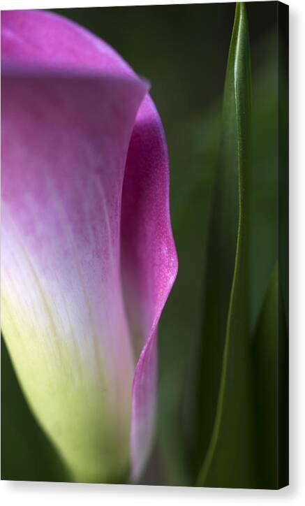 Calla Lily Canvas Print featuring the photograph Calla Lily #2 by Jessica Wakefield