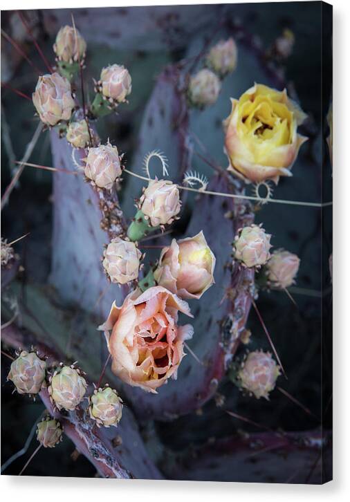 Purple Prickly Pear Canvas Print featuring the photograph Purple Prickly Pear by Al White