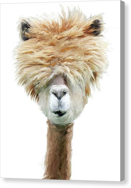 Llamas Canvas Print featuring the mixed media Read what eye chart by Brenda Leedy