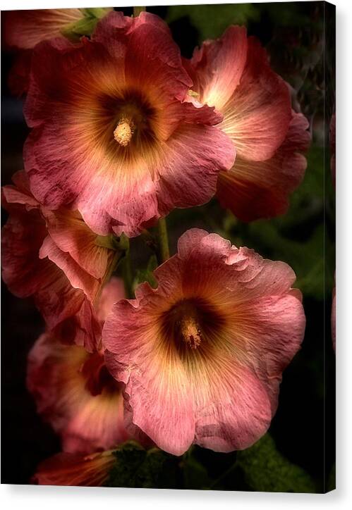 Flowers Canvas Print featuring the photograph Romantic Hollyhock 2021 by Richard Cummings