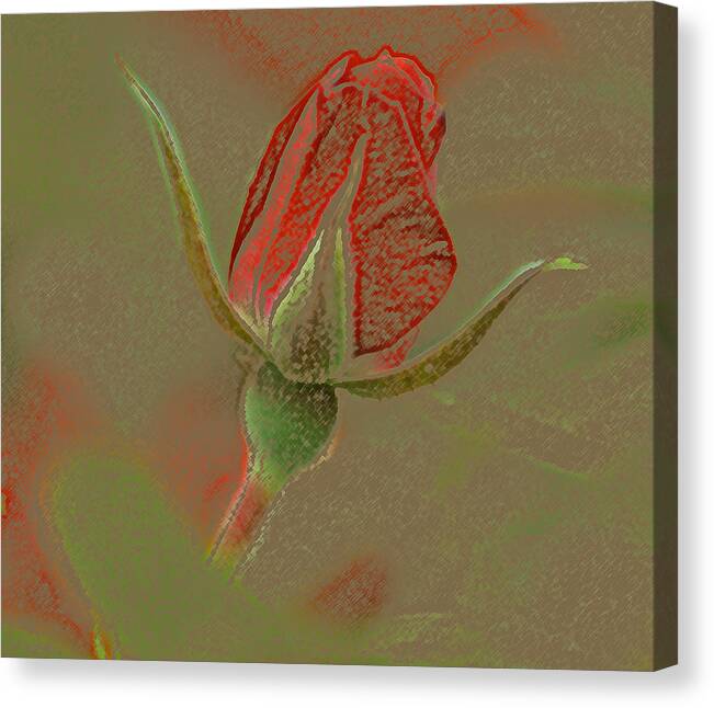 Rose Canvas Print featuring the photograph Rose with a texture by Mary Anne Williams