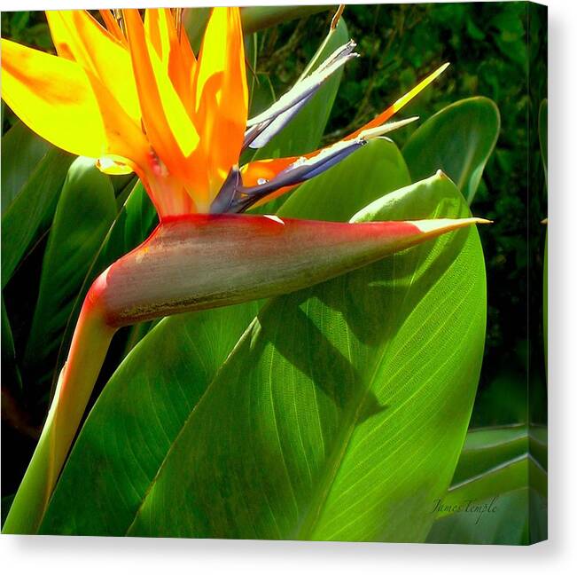 Bird Of Paradise Canvas Print featuring the photograph Hawaii Calling #1 by James Temple