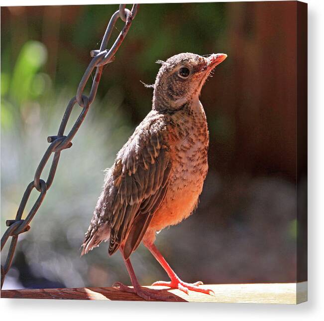 American Robin Canvas Print featuring the photograph All Aglow by Donna Kennedy