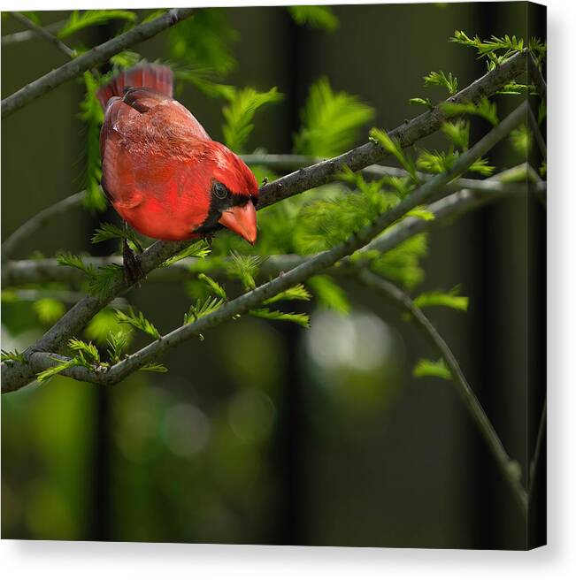 Birds Canvas Print featuring the photograph Male Cardinal by Larry Marshall