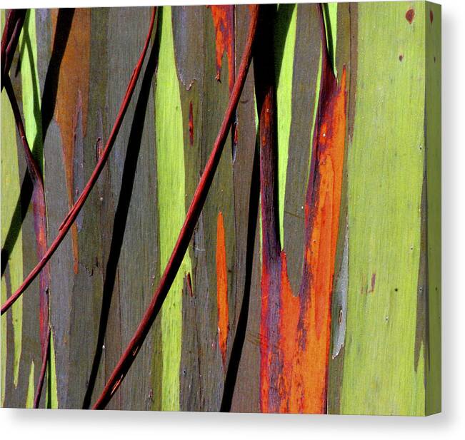 Maui Canvas Print featuring the photograph Rainbow Eucalyptus by Mike Neal