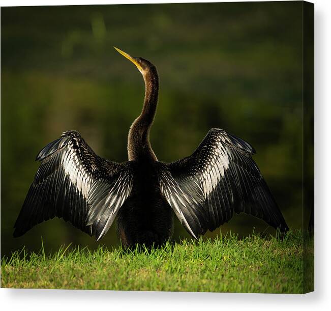 Birds Canvas Print featuring the photograph American Darter by Larry Marshall