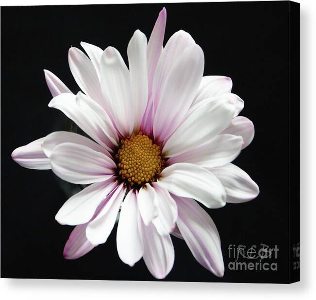 Daisy Canvas Print featuring the photograph Daisy of the Day by Rita Brown
