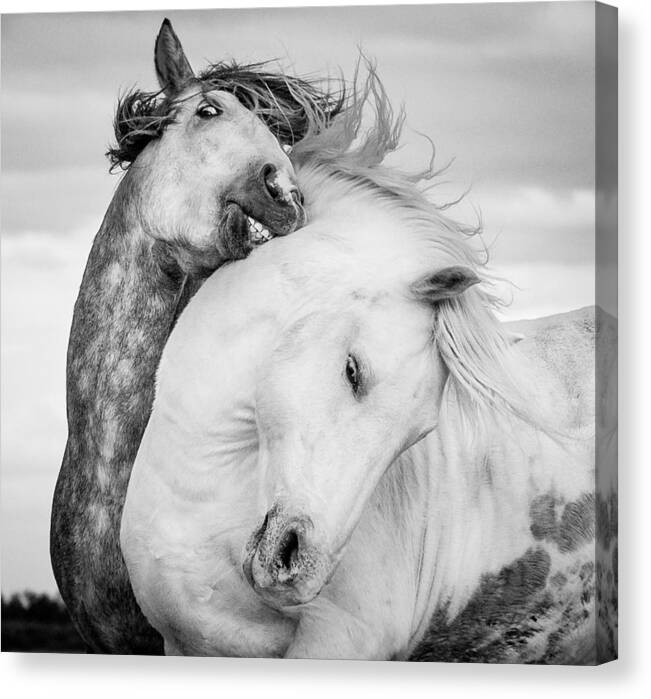 Horse Canvas Print featuring the photograph Battling Stallions by Tim Booth