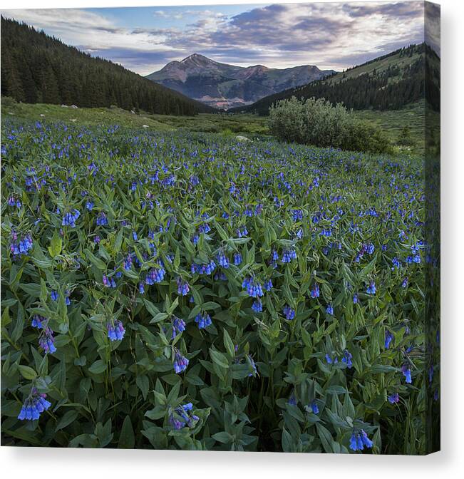 Meadow Canvas Print featuring the photograph Bluebell Bounty by Morris McClung