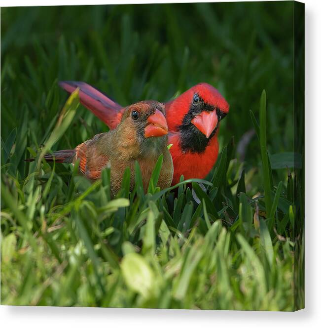 Backyard Canvas Print featuring the photograph Cardinal Mates by Larry Marshall